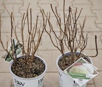 Hydrangea arb. 'Incrediball Strong Annabelle'  - Hortensia 'Incrediball Strong Annabelle' - 1