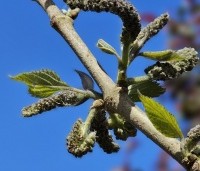 Broussonetia papyrifera - Papiermoerbei - 2