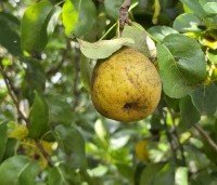 Pyrus com. 'Saint Remy' - Pyrus com. 'Saint Remy' - 1