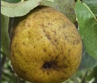 Pyrus com. 'Saint Remy' - Pyrus com. 'Saint Remy' - 2