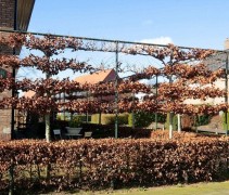 Fagus sylvatica 