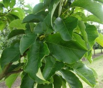 blad Magnolia loebneri 'Merrill' 