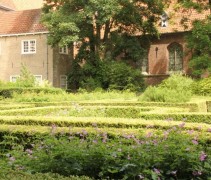 Buxus sempervirens