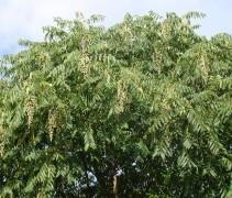 Toona sinensis bloesem