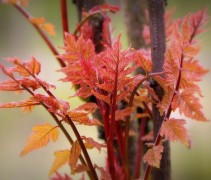 Koelreuteria paniculata Fastigiata