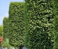 Carpinus betulus - Haagbeuk - 3