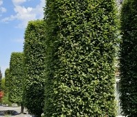 Carpinus betulus - Haagbeuk - 4