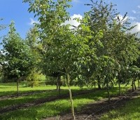 Juglans regia 'Lange van Lod'  - Walnoot, Reuzennoot - 3