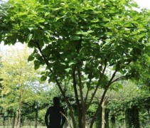 Catalpa bignonioides