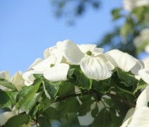 Cornus kousa Venus