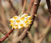 Edgeworthia Winterliebe
