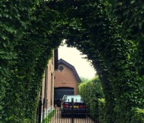 Een groene beuk boogvorm is door middel van snoei te vormen, hier is een meer Gothische vorm gekozen, ook wel spitsboog geheten.