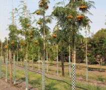 Sorbus Dodong met stambeschermers