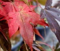 Acer palmatum 'Osakazuki' - Japanse Esdoorn 'Osakazuki' - 3