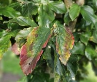Parrotia persica 'Vanessa' - Perzisch IJzerhout - 2