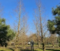 Metasequoia glyptostroboides - Chinese Moerascipres - 1