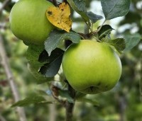 Malus dom. 'Bramley's Seedling' - Malus 'Bramley's Seedling' - 3