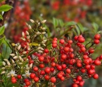 Nandina domestica - Hemelse bamboe - 1