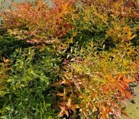 Nandina domestica - Hemelse bamboe - 2