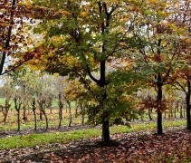 Fagus sylvatica 'Atropunicea'