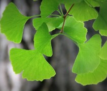 Ginkgo Biloba