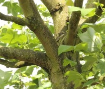 Liriodendron tulipifera