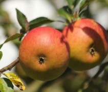 Malus domestica 'Cox d' Orange Pippin'
