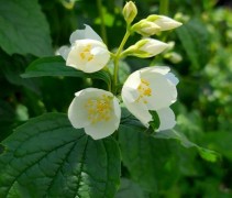 Philadelphus Coronarius