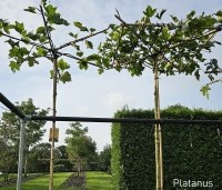 Platanus hispanica - Plataan - meerjarige geleide dakplataan met dikke stam
