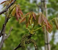 Juglans regia 'Plovdivski' - Walnoot 'Plovdivski' - 2