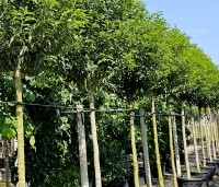 Prunus lusitanica 'Angustifolia' - Portugese laurier - 3