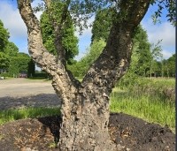 Quercus suber - Kurkeik - 2