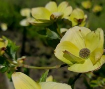 Cornus Eddie's White Wonder