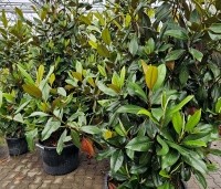 Magnolia grandiflora 'Galissoniere'  - Magnolia grandiflora 'Galissoniere'  - 2