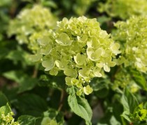 Pluimhortensia 'Little Lime' bloem