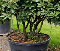 Rhododendron 'Catawbiense Boursault'  - Rododendron 'Catawbiense Boursault'  - 2