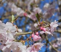 Prunus 'Accolade' - Japanse Sierkers - 2