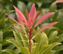 Pieris 'Flaming Silver' detailfoto jonge uitloper