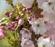Prunus serrulata 'Amanogawa' 