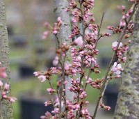 Prunus 'Pandora' - Sierkers 'Pandora' - 1