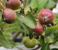 Malus dom. 'Ingrid Marie' - Malus dom. 'Ingrid Marie' - 1