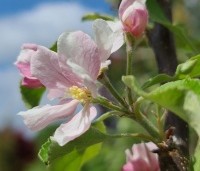 Malus dom. 'Ingrid Marie' - Malus dom. 'Ingrid Marie' - 2