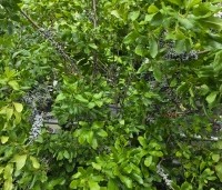 Myrica pensylvanica - Amerikaanse wasgagel - 1