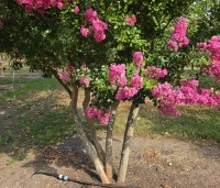 Lagerstroemia indica 'Rosea' - Indische sering - 5