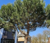 pinus pinea - Parasolden - 1