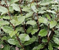 Elaeagnus ebbingei 'Compacta' - Olijfwilg  - 8