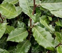 Elaeagnus ebbingei 'Compacta' - Olijfwilg  - 9