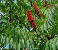 Rhus typhina - Fluweelboom - 1