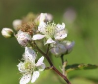 Rubus fruticosus 'Thornfree' - Doornloze braam 'Thornfree' - 2