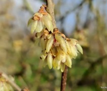 Chimonanthus praecox